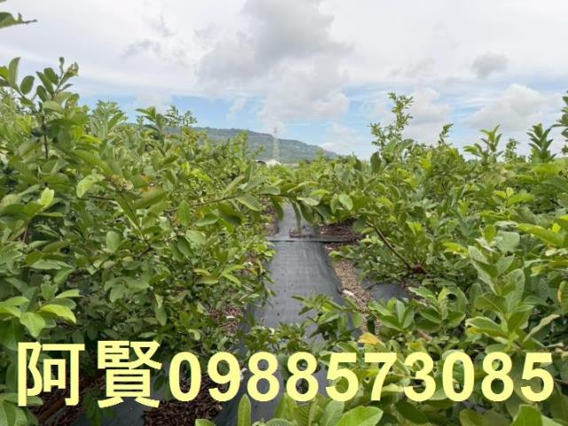 高雄農地-0